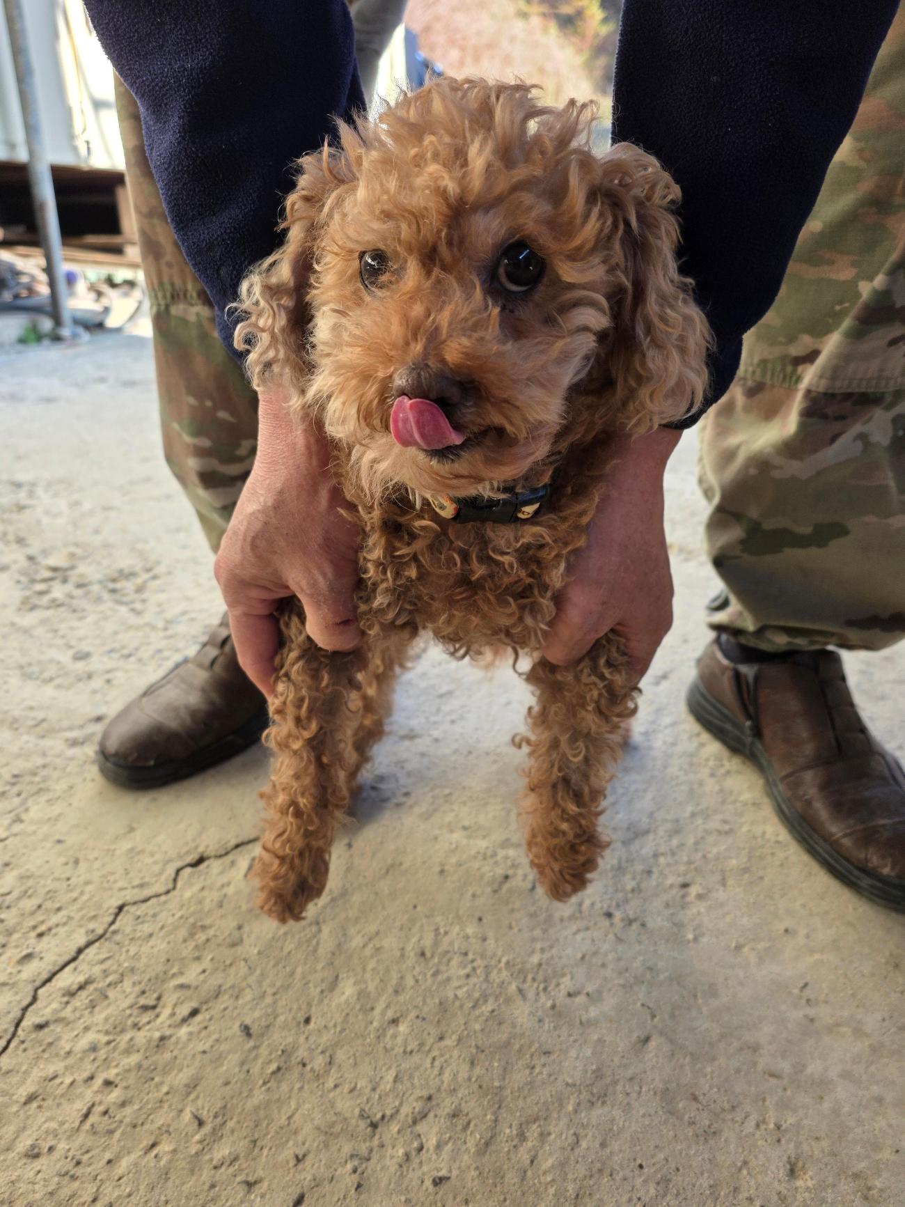 보호중 푸들의 가족…